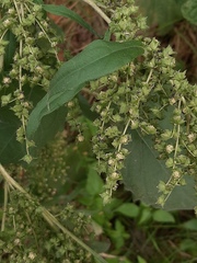 Cyclachaena xanthiifolia