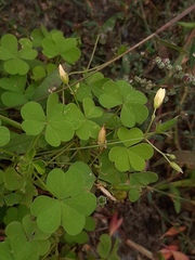 Oxalis stricta