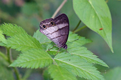 Euptychoides laccine