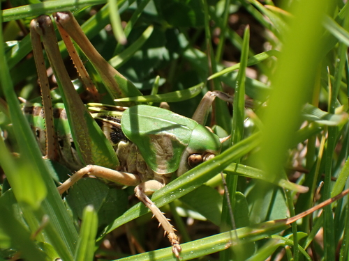 Decticus verrucivorus