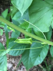 Smilax lasioneura