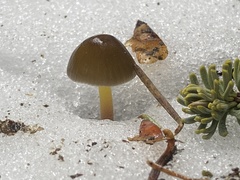 Mycena nivicola