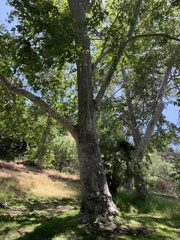 Platanus racemosa
