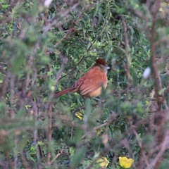 Thamnophilus doliatus