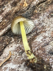 Mycena nivicola