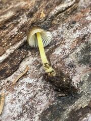 Mycena nivicola