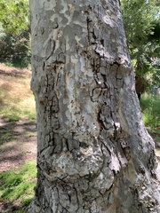 Platanus racemosa
