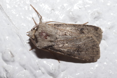 Agrotis segetum