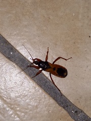 Ectomocoris ululans