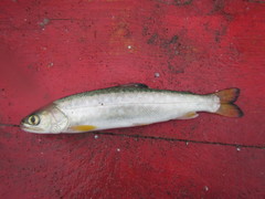 Salvelinus leucomaenis