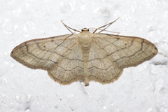 Idaea aversata