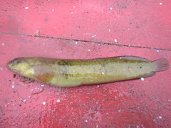 Red Prickleback photo 2