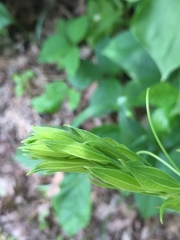Smilax lasioneura