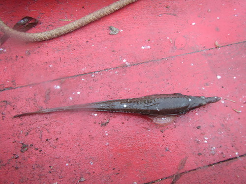 Tubenose poacher (Brachyopsis segaliensis) — Agonidae