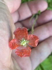Papaver californicum