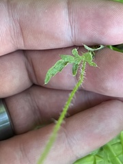 Papaver californicum