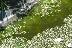 Ichthyosaura alpestris