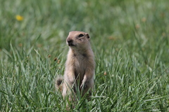 Urocitellus richardsonii