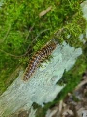 Arthrophaga myriapodina
