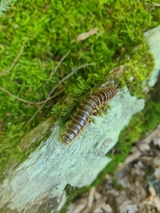 Arthrophaga myriapodina