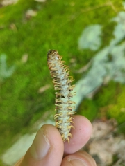 Arthrophaga myriapodina