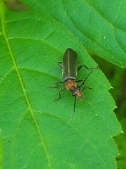 Podabrus flavicollis