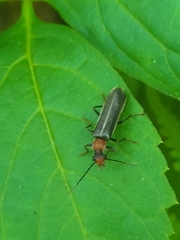 Podabrus flavicollis