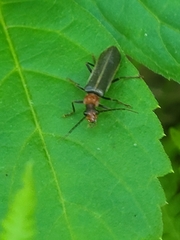 Podabrus flavicollis