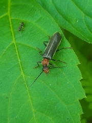 Podabrus flavicollis