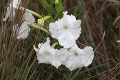 Escobedia grandiflora