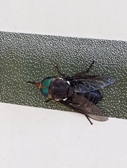 Tabanus americanus