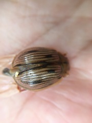 Paropsisterna interlita