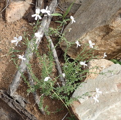 Jamesbrittenia argentea