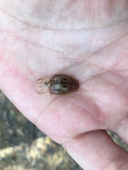 Paropsisterna interlita