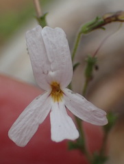 Jamesbrittenia argentea