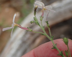 Jamesbrittenia argentea