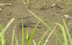 Phanogomphus borealis