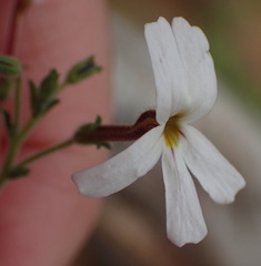 Jamesbrittenia argentea