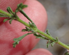 Jamesbrittenia argentea