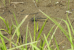 Phanogomphus borealis