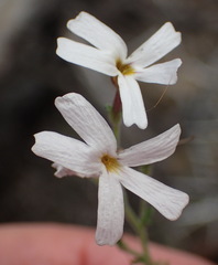 Jamesbrittenia argentea