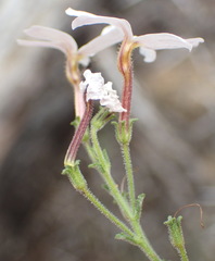 Jamesbrittenia argentea