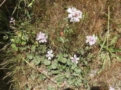 Sidalcea malviflora