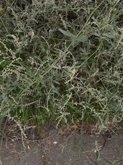 Atriplex patula