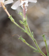 Jamesbrittenia argentea