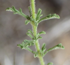 Jamesbrittenia argentea