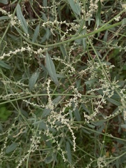 Atriplex patula