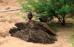 Ptilopachus petrosus