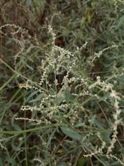 Atriplex patula