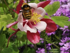 Bombus borealis image